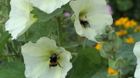 2 bees, honeybee, insects on 2 buds of a beautiful white flower Stock Rose. Stock Footage 133879908