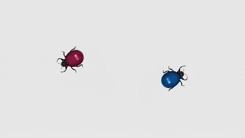 2 Beetle Bugs - Blue and Red - Crawling Over Screen - Top View MS Stock Footage 271213921