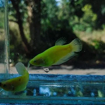 2 Betta fish. Stock Photos