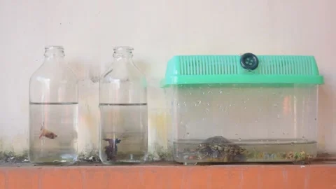 2 betta fish placed in a bottle and a turtle in a plastic container as a pet Stock-Footage 182212512