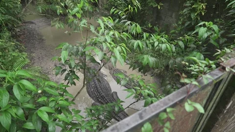 2 BIG CROCODILE Stock Footage 286085927