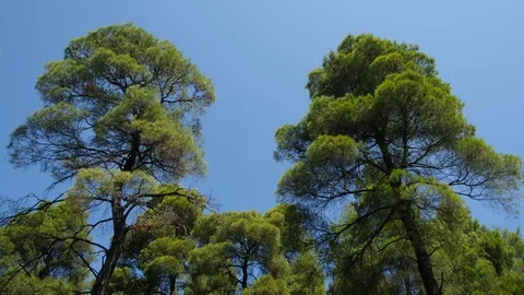2 big pine trees with branches moved by the wind in Evia, Greece 库存影片 116829901