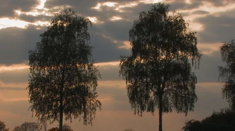 2 birches at sundown with some clouds Stock Footage 4710718