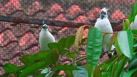 2 birds chirping 스톡 동영상 242326425