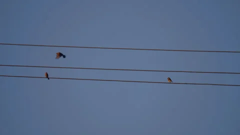 2 birds on a electric wire with another bird flying by Stock Footage 288653154
