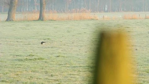 2 Birds On A Field Video stock 81957125