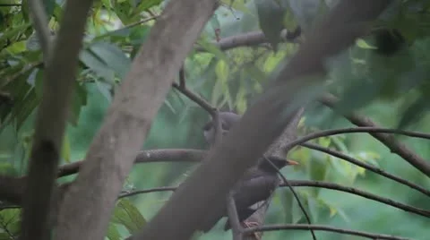 2 birds Stock Footage 22329292