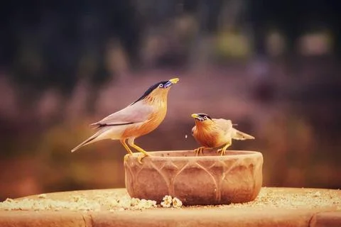 2 birds Stock Photos