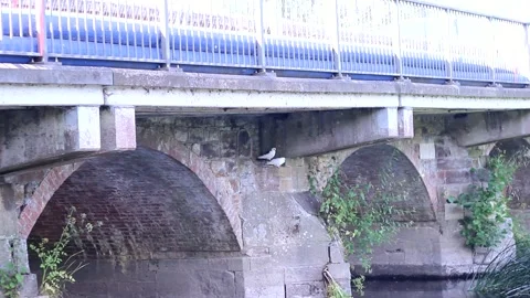2 birds sitting under a bridge on a river Stock Footage 278337240