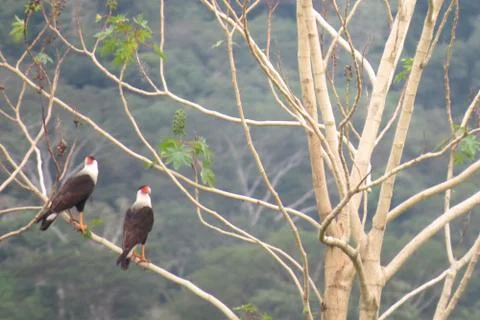 2 birds in tree Stock Photos