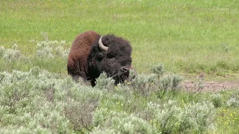 2 Bison in field close up 스톡 동영상 79538083