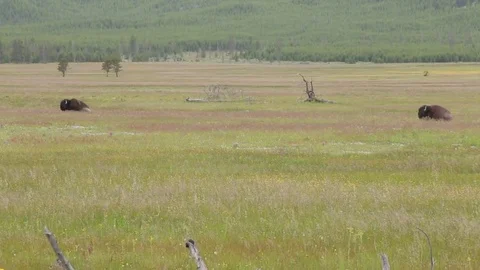 2 Bison in a Field Stock Footage 79536997