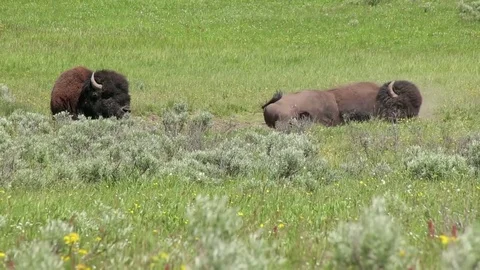 2 Bison one gets up Stock Footage 79538132
