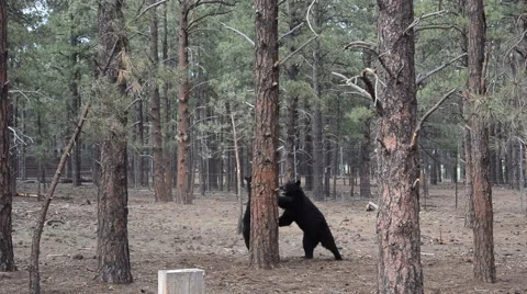 2 black bears fighting Stock Footage 58563114