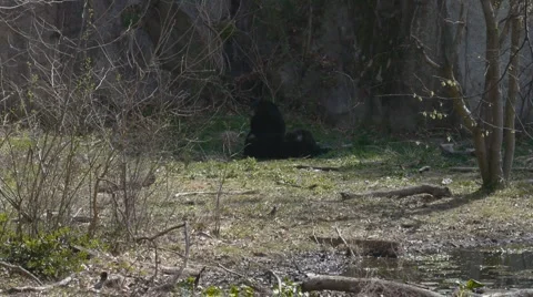2 Black Bears Playing 库存影片 2566568