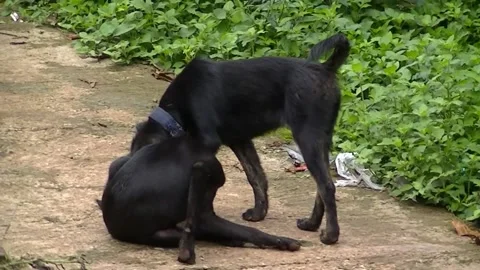 2 BLACK DOGS Video stock 183623782