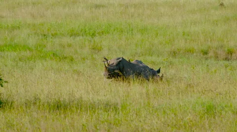 2 BLACK RHINO IN LONG GRASS NAIROBI KENYA AFRICA Stock Footage 67267697