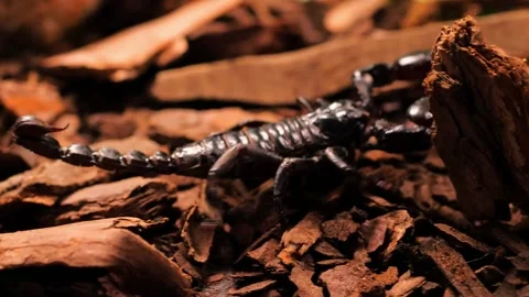 2. black scorpion walking closeup Video stock 209944607