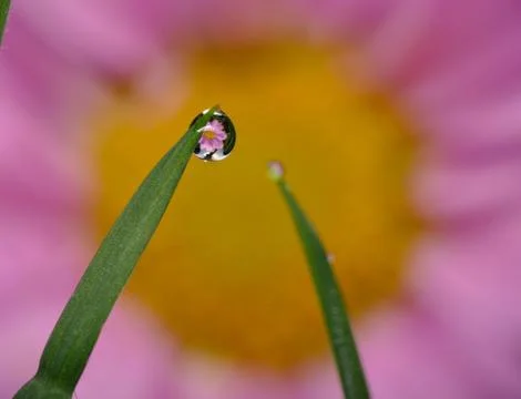 2 blades of grass with dew drop reflection Stock Photos