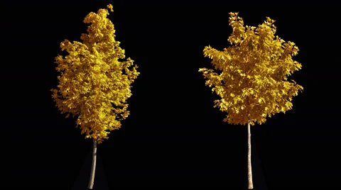 2 blowing on the wind autumn yellow trees isolated with alpha Stock Footage 67553157