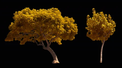 2 blowing on the wind autumn yellow trees isolated with alpha Stock Footage 67565015