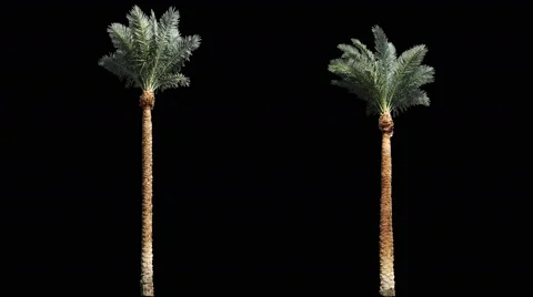 2 blowing on the wind long green full size real tropical palm trees Vidéo 58450237