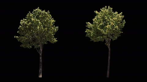 2 blowing on the wind trees isolated with alpha Vidéo 67249321