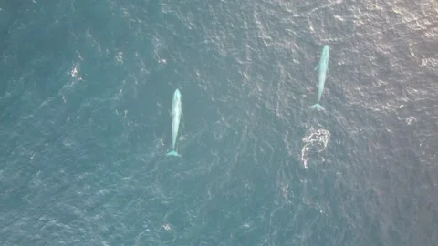 2 Blue Whales Stock Footage 198767790
