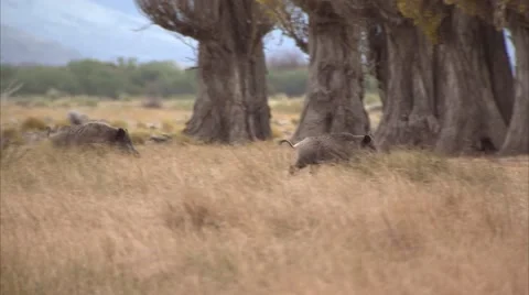 2 BOARS RUNNING Stock Footage 51472195