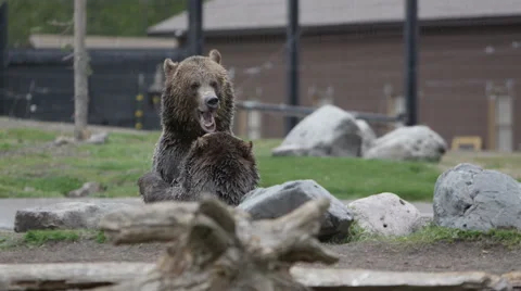2 brown bears play fighting in the water Stock Footage 60952803