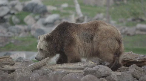 2 brown bears walking through rocks next to a small stream in the rain Stock Footage 60952795
