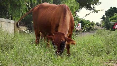 2 BROWN COWS EATING 動画素材 194135886
