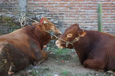 2 brown cows Stock Photos