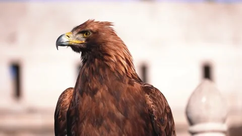 2 brown eagle with a sharp black beak Stock Footage 172376994