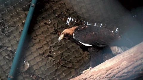 2 a brown eagle stands on a branch indoors Stock Footage 172234718