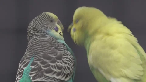 2 Budgies Pecking Each Other 動画素材 333346821