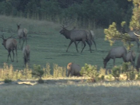2 Bull Elk Challenge Each Other with Head Down Antlers Forward Threat Display Stock Footage 125997332