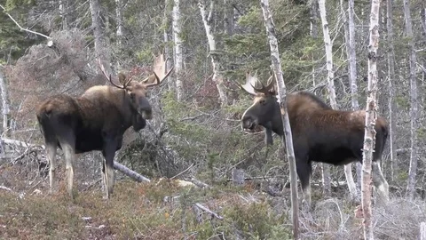 2 Bull moose Stock Footage 84974791