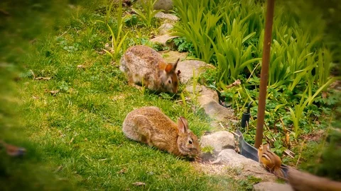 2 Bunnies Stock Footage 108512702