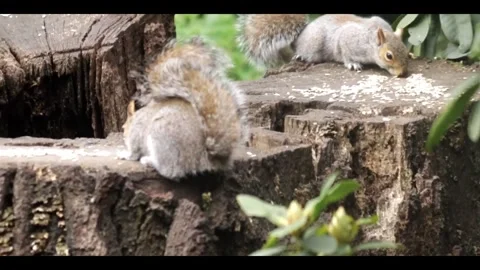 2 Bushy Tailed Grey Squirrels feeding in Clumber Park, Nottinghamshire Stock Footage 284761460