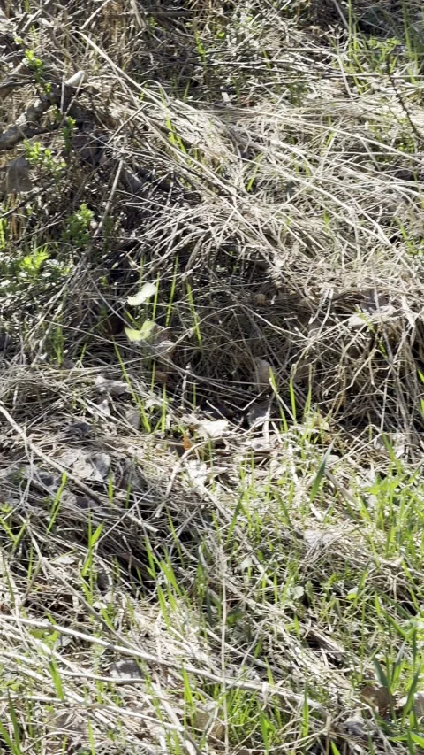 2 butterflies in a spring forest Stock Footage 334373459