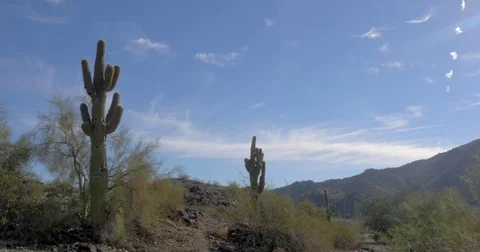 2 Cactus in AZ Desert 動画素材 71847309
