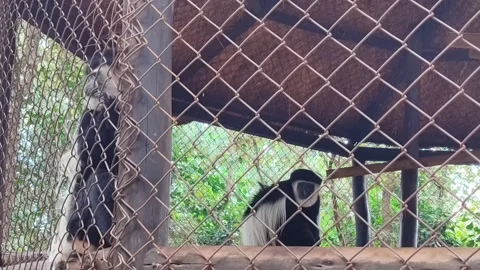 2 Caged Colobus Monkeys Going to Sit Together Stock Footage 311575255