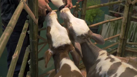 2 calves, a mix of white-brown and gray-white, were suckling milk from bottles. Stock Footage 291016212