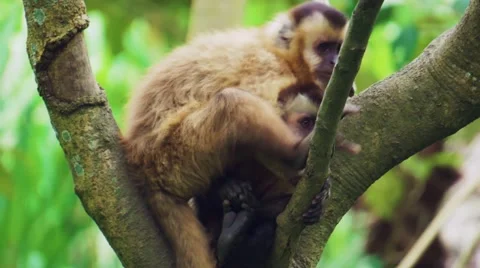 2 Capuchin Monkeys Grooming and Socializing in a tree in Bolivia 스톡 동영상 68968321