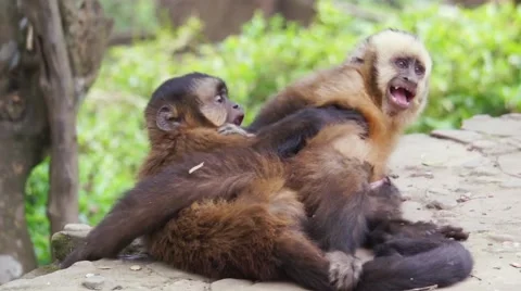 2 Capuchin Monkeys Playing in Bolivia HD 스톡 동영상 68935435