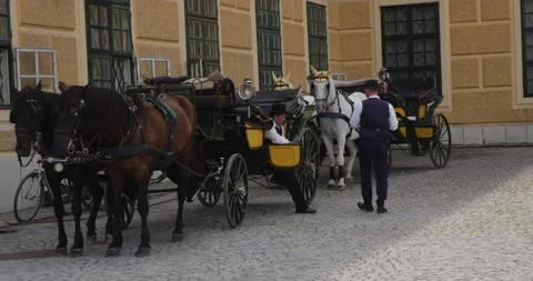 2 carriages with horses and driver in vienna Stock Footage 201007949