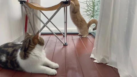 2 cat happy and play on camping chair in living room Stock Footage 259012028