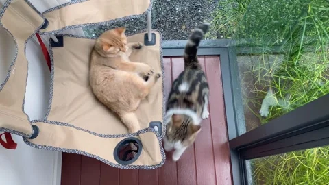 2 cat happy and play on camping chair in living room Stock Footage 259012070