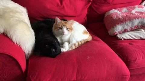 2 cat sleeping together Stock Footage 126422931